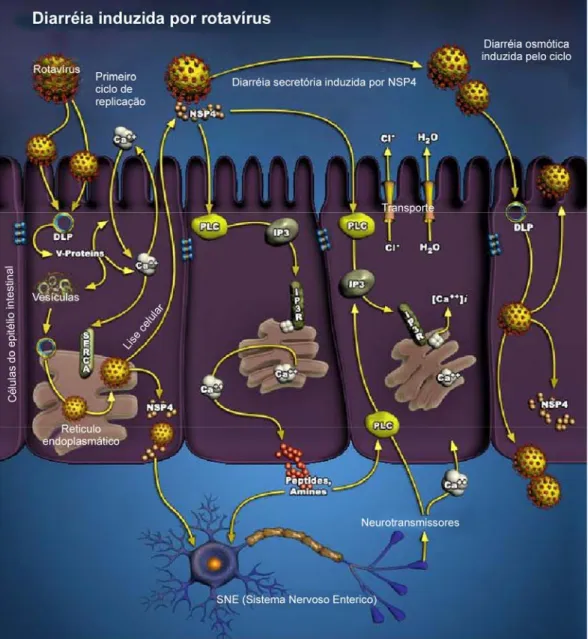 Figura 6: mecanismos de patogênese do RV. No primeiro ciclo de replicação visualizamos os  dois mecanismos de entrada do RV na célula (adsorção e penetração), a formação de DPLs,  liberação da NSP4 e ativação do SNE