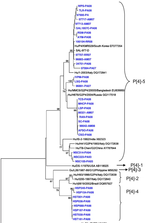 Figura 10: Análise filogenética baseada na sequência parcial (816pb) nucleotídica do gene  que codifica para a proteína VP4 (VP8*) de amostras de RV-A genótipo P[4] provenientes estudos  desenvolvidos ao longo de 16 anos na região amazônica e amostras prot