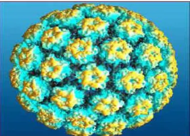 Figura 1: Papilomavirus humano (HPV) 