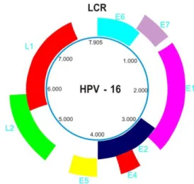Figura 2: Organização do genoma viral do Papilomavirus humano (HPV)  Fonte: www.ipoporto.min-saude.pt/.../esquemanetHPV.bmp 
