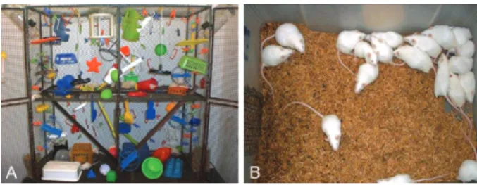 Fig. 2: environmental enrichment. Enriched environment (A) has been  defined as social interactions with con-specifics and a stimulation of  exploratory and motor behaviour with a variety of toys, ladders,  tun-nels, rope, bridges and running wheels for vo