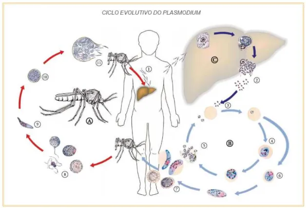 Figura 2: Ciclo evolutivo do Plasmodium. A) Ciclo esporogônico; B) Ciclo eritrocítico; 