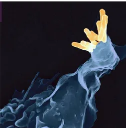 Figura 6  –  Fagocitose do Mycobacterium tuberculosis. 
