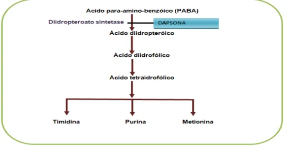 Figura 2- Mecanismo de ação da Dapsona no interior de microrganismos. Fonte: Adaptado de Farhi  et al