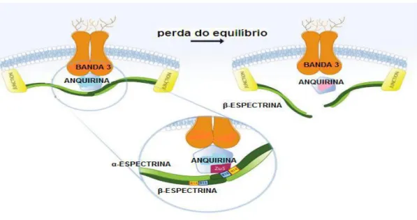 Figura 5: Estrutura da membrana eritrocitária. Disposição das proteínas integrais banda 3 e anquirina  com a fração β da espectrina
