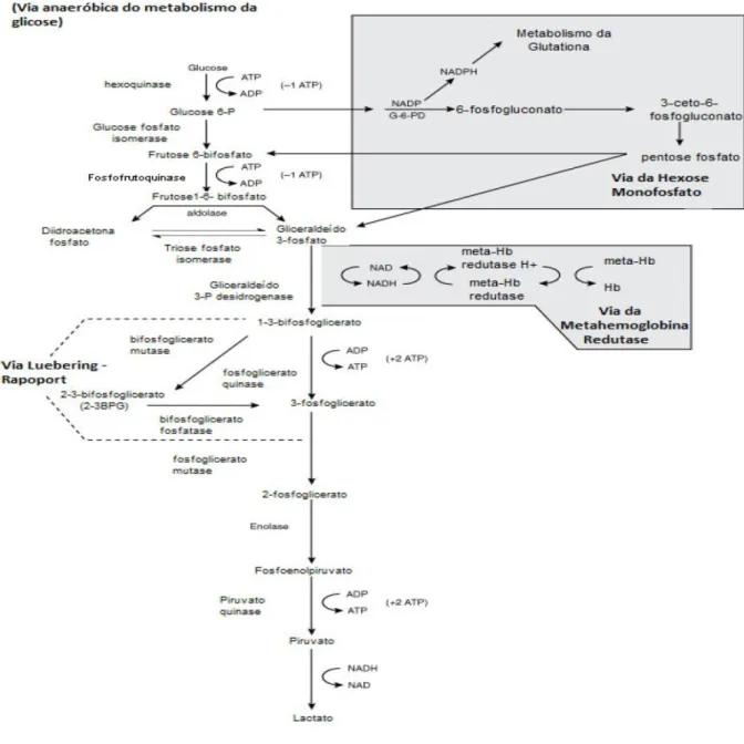 Figura 10: Suprimentos de energia no eritrócito. Fonte: Red Cell Biology (2011) 