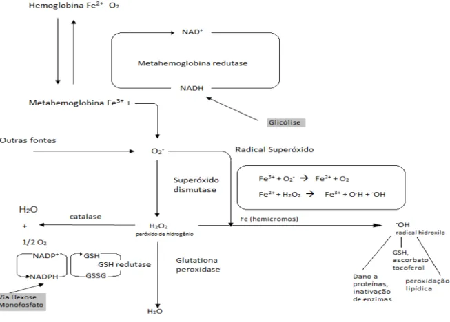 Figura  11:  Mecanismo  de  proteção  do  sistema  antioxidante  dos  eritrócitos  a  partir  da  produção  de  espécies reativas de oxigênio e produção de metemoglobina