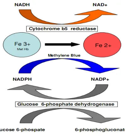 Figura 12: As prováveis vias de redução da metemoglobina, sendo que a principal via fisiológica é a  do citocromo b5 redutase