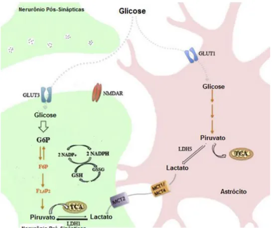 Figura  1:  Metabolização  da  glicose.  A  glicose  é  acumulada  em  neurônios  e  em  astrócitos,  é  fosforilada  em  glicose-6-fosfato  (G6P),  através  da  conversão  de  NAD +   em    NADH,  processo  importante na produção do antioxidante glutation