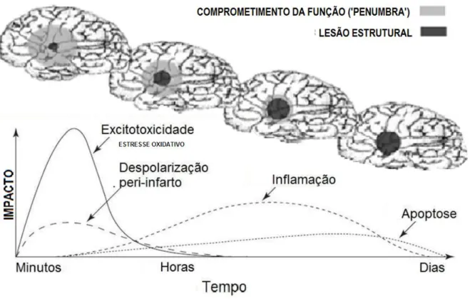 Figura  2:  Evolução  temporal  do  AVCi  e  formação  da  área  de  lesão.  As  áreas  de  cor  preta  representam o núcleo isquêmico e as áreas de cor cinza representam a área de penumbra isquêmica