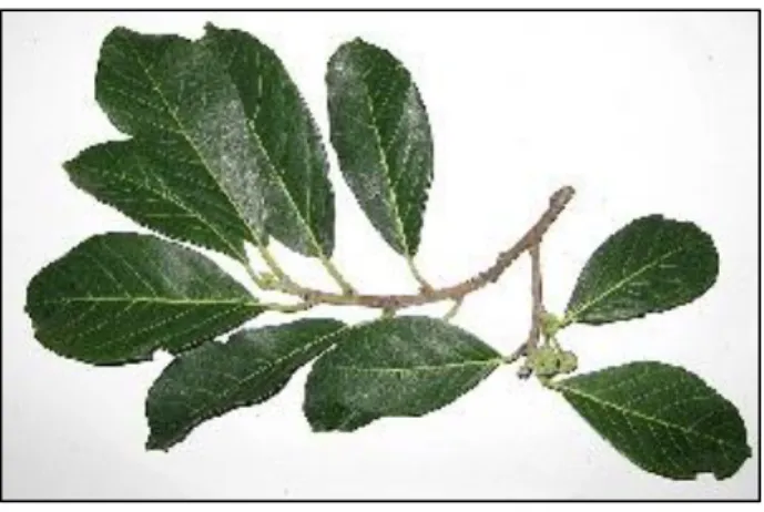 Figura  7:  Brosimum  acutifolium. Fotografia  mostrando  um  ramo  com  folhas  da  espécie vegetal