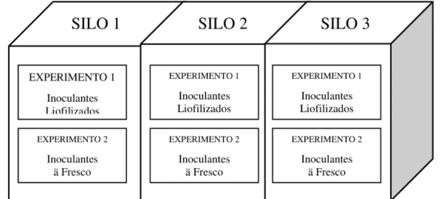 Figura 1. Organização dos experimentos nos silos.