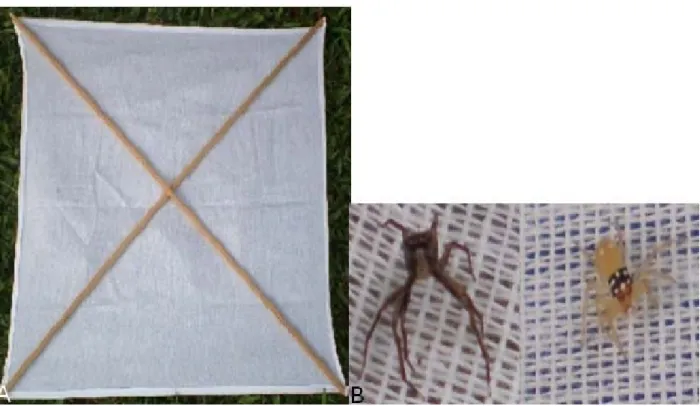 Figura 03. Guarda chuva entomológico ou batedor (A); Visualização das aranhas sobre o tecido do  batedor (B)
