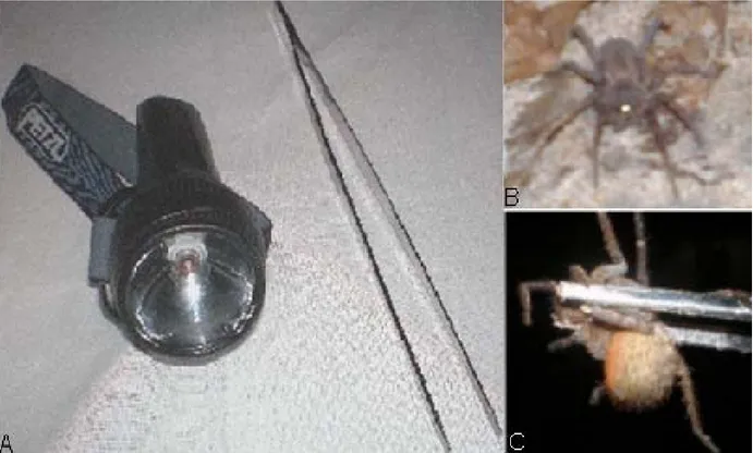 Figura 04. Equipamentos mais utilizados nas coletas noturnas (A); Visualização do brilho dos olhos  das aranhas errantes noturnas (B); Captura das aranhas com utilização da pinça (C)
