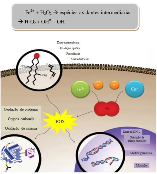 Figura  4  –   Reação  de  Fenton.  Danos  oxidativos  induzidos  por  íons  metais. Ferro e cobre podem reduzir o oxigênio, levando a formação  de espécies reativas de oxigênio e subsequente oxidação de proteínas,  lipídios e ácidos nucleicos