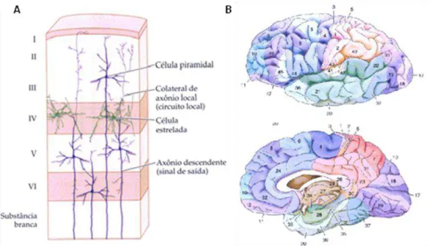 Figura 2: O parcelamento vertical e horizontal do córtex cerebral.A. Descrição da composição e  organização  celular  das  camadas  do  neocórtex