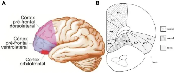 Figura  3:  As  sub-regiões  do  córtex  pré-frontal.  Desenho  esquemático  mostrando  regiões  que  fazem parte do córtex pré-frontal de humanos e ratos