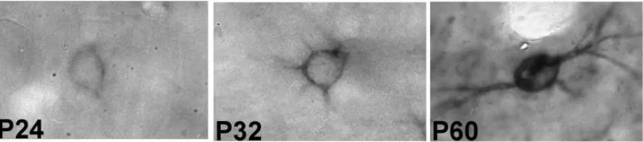 Figura 7: Neurônios marcados com  Vicia villosa . Fotomicrografia de neurônios representativos da  camada IV do córtex de barris de ratos em diferentes idades (P24, P32 e P60)
