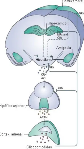Figura 11: Eixo Hipotálamo-Hipófise-Adrenal (HPA) ativado em resposta ao estresse. Adaptado  de Lupien e colaboradores (2009)