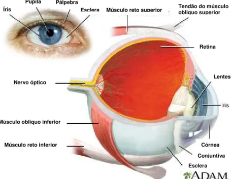 FIGURA 3. Vista dorsal do globo ocular humano, destacando suas principais estruturas: íris, pupila,  pálpebra,  esclera,  músculo  reto  superior,  tendão  do  músculo  obliquo  superior,  lentes,  conjuntiva,  músculo reto inferior, músculo obliquo inferi