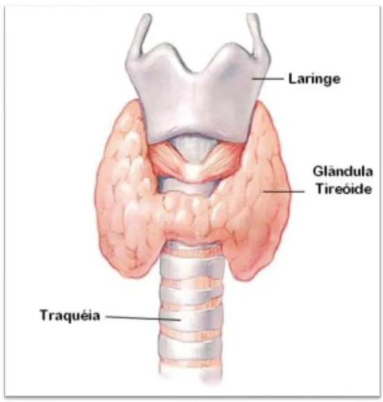 Figura 1. Desenho esquemático da disposição da glândula tireoide abaixo da laringe e acima da traqueia  (BOGLIOLLO &amp; BRASILEIRO FILHO, 2000)
