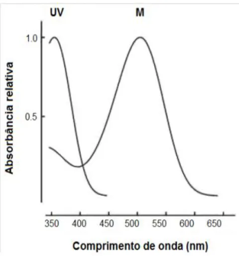 Figura 4. Curvas de absorção espectral dos diferentes tipos de cones UV e M encontrados na retina de  ratos (Adaptado de JACOBS; FENWICK; WILLIAMS, 2001)