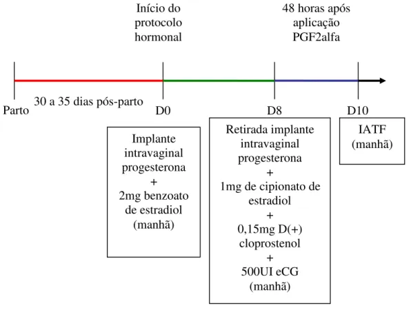 Figura 3 - Representação esquemática do protocolo hormonal 