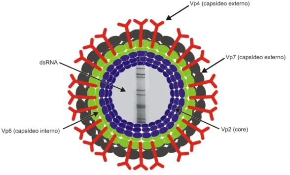 Figura 1 – Representação esquemática da partícula viral de rotavírus (Figura  produzida na ASCOM, IEC)