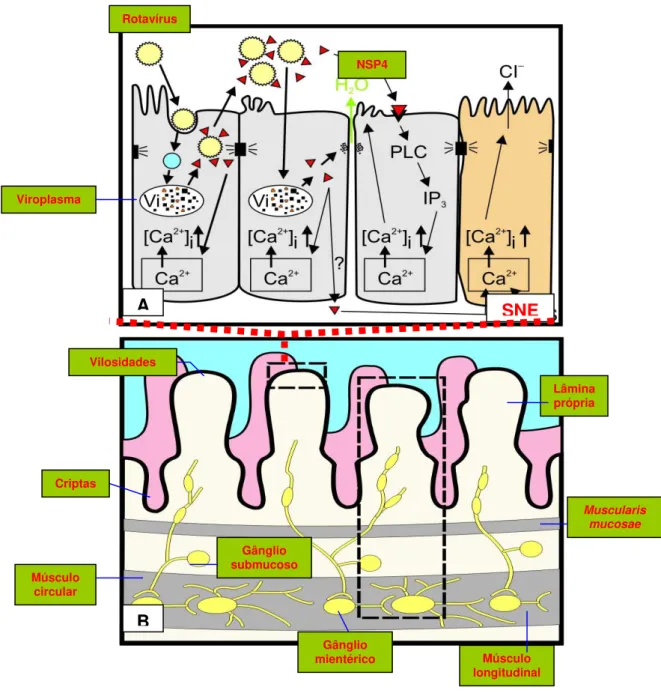 Figura 2  –  Representação esquemática dos eventos relacionados à indução da  diarréia por rotavírus (A) e arquitetura normal do intestino delgado (B)  (Figura 