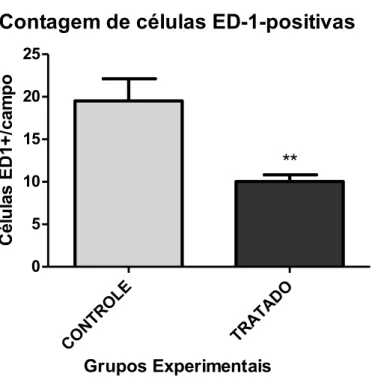 Figura 7: Análise quantitativa do número de células ED-1+ na substância branca da  medula espinhal após lesão incompleta por hemissecção