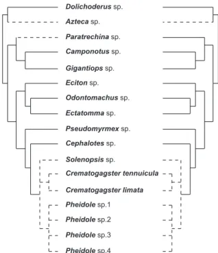 Table 1. Morphospecies of ants collected in the Kilômetro 41 reserve and their measured characteristics.