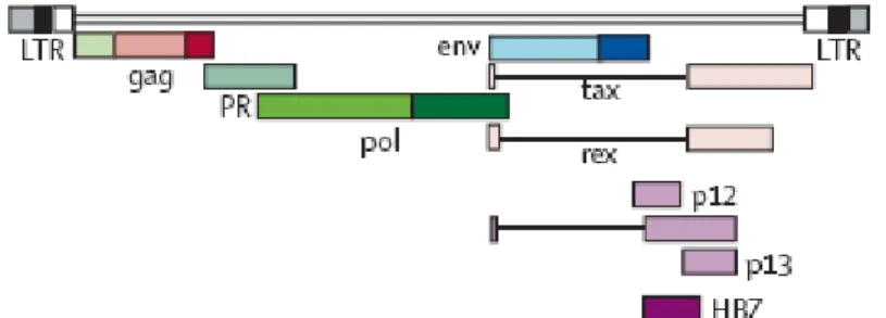 Figura 2: Organização Genômica do HTLV-1. 
