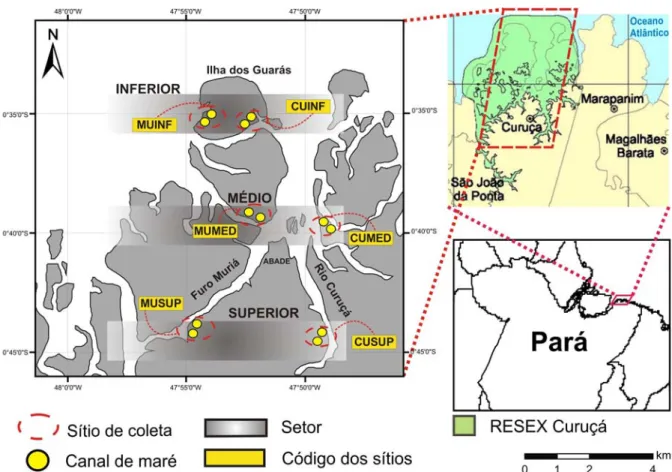 Fig. 04 - Localização dos sítios e canais-de-maré amostrados em diferentes setores (superior,  médio e inferior), ao longo do Rio Curuçá e do Furo Muriá no estuário de Curuçá - Pará em julho de  2008