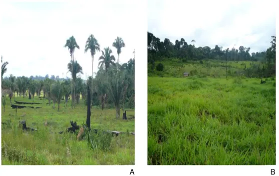 Figura 1.2. Área de pastagem na localidade Palmares, no município  de Parauapebas-PA. A) área de pasto com arvores de babaçu B) área  de pastagem (J