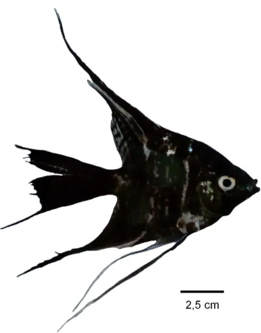 Figura 2. Acará bandeira (Pterophyllum scalare) 