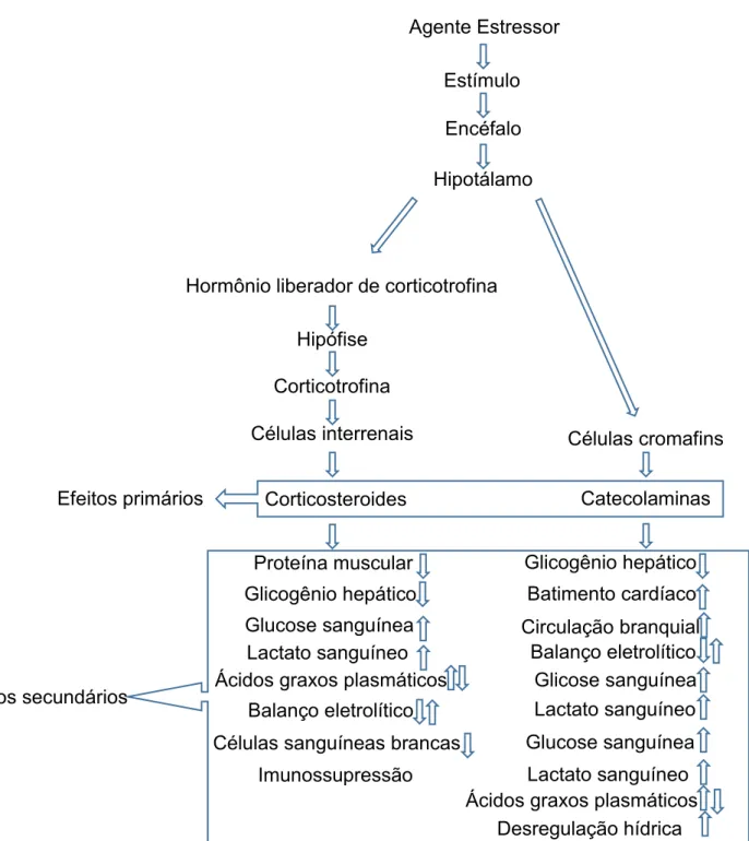 Figura 3. Modelo do efeito primário e secundário do estresse em peixes teleósteos  (Adaptado de Mazeaud et al