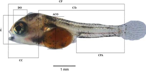 Figura  5  Esquema  ilustrativo  das  medidas  obtidas  para  as  larvas  de  Heros  severos  e  Pterophyllum scalare