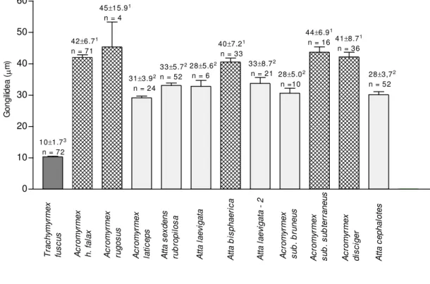 Figura 2. Diâmetro de gongilídeos produzidos por fungos simbiontes de formigas derivadas  na tribo Attini
