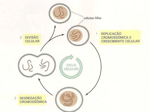 Figura 2:  Ciclo Celular: Divisão de uma célula eucarionte hipotética com  dois cromossomos