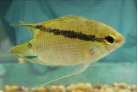 Figura 3: Mesonauta insignis (Heckel, 1840). 