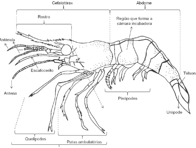 Figura 2 - Representação esquemática da morfologia externa de Macrobrachium amazonicum