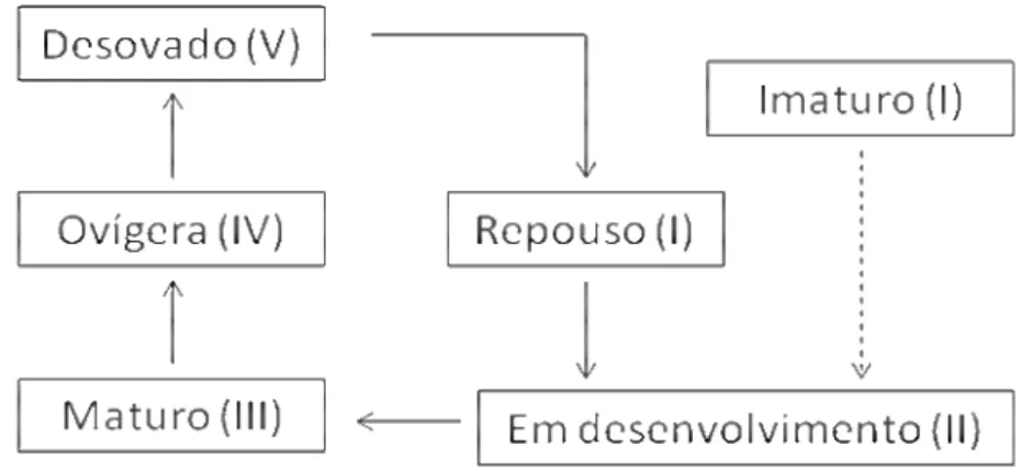 Figura  13  –  Esquema  do  ciclo  reprodutivo  de  fêmeas  de  Macrobrachium  amazonicum
