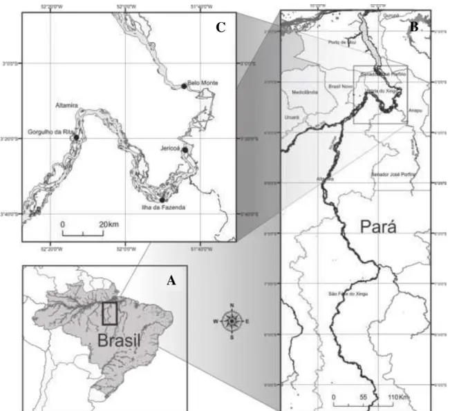 Figura 1-2: Localização da bacia do rio Xingu no Brasil (A) e no estado do Pará (B), com destaque a  região da “Volta Grande” (C) e os sítios de coleta (círculos pretos)