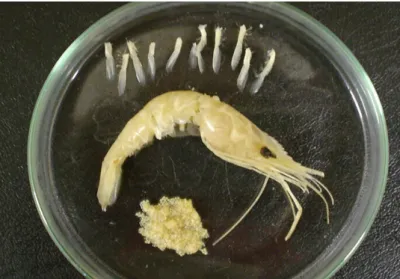 Figura 5 – Separação da massa ovígera aderida aos pleópodos do camarão M. amazonicum. 