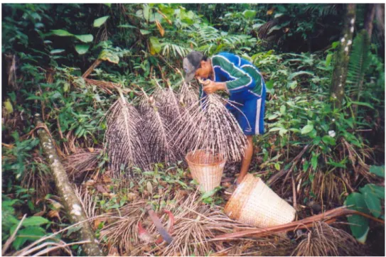 Figura 05: Jovem extrator debulhando o açaí numa rasa de arumã. Foto: Marinho, 2004. 