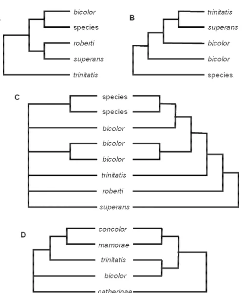 Figure 1 - Hypothesis of relationships among Oecomys species of relevant phylogenetic studies based  on molecular e morphological data