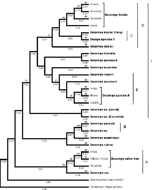 Figure  2  -  Bootstrap  consensus  tree  (1000  replicates)  of  Neighbor  Joining  analysis  from  104  sequences  and  653  base  pairs  of  cytochrome-b