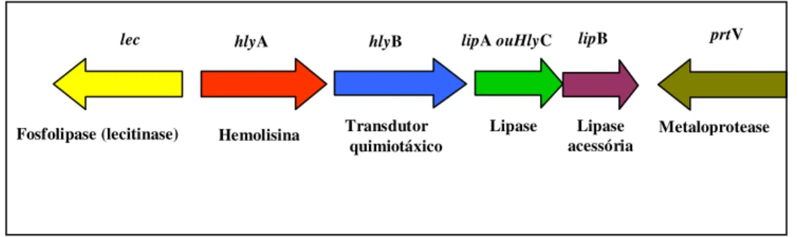 Figura 4:  Representação esquemática da organização genética do locus  hly  (~ 8,2 kb)  em V