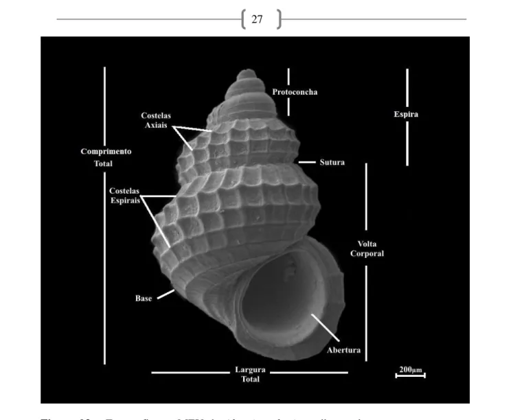 Figura  03  _  Fotografia  em  MEV  de  Alvania  auberiana,  ilustrando  as  estruturas  e  suas  respectivas terminologias observadas quanto à morfologia externa e medidas das conchas  dos indivíduos analisados