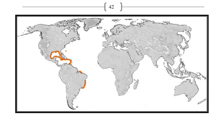 Figura 05 _ Mapa de Distribuição de Alvania auberiana.  